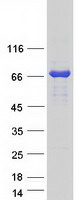 Coomassie blue staining of purified REPS2 protein