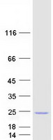 protq8nfp7 nudt10 human recombinant protein