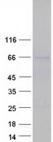 protq8nfq8 tor1aip2 human recombinant protein