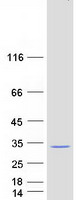 protq8nfx7 amisyn stxbp6 human recombinant protein