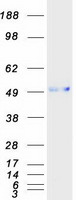 protq8nfz8 cell adhesion molecule 4 cadm4 human recombinant protein