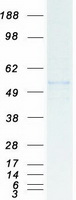 protq8ng06 trim58 human recombinant protein