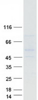 protq8ngu9 gpr 150 gpr150 human recombinant protein