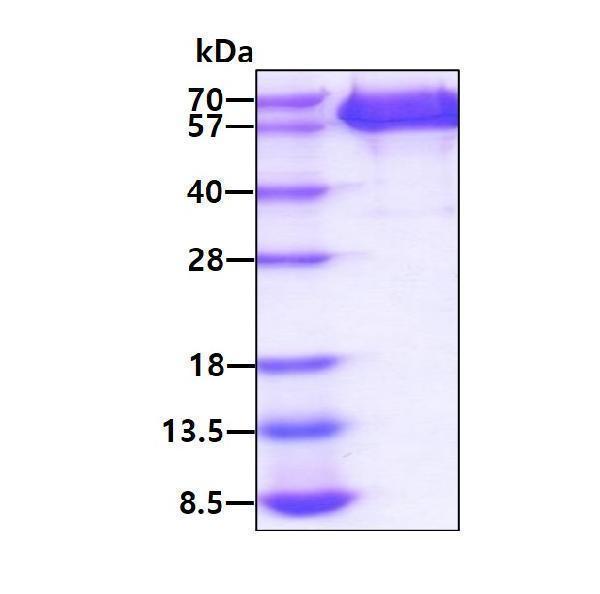 3ug by SDS-PAGE under reducing condition and visualized by coomassie blue stain