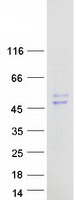 Coomassie blue staining of purified GOT1L1 protein