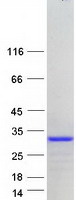 protq8nhu0 1 ct45a4 human recombinant protein