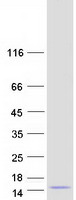 protq8nhw4 ccl4l2 human recombinant protein
