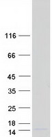 protq8nhw6 otos human recombinant protein