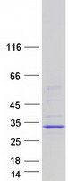 Coomassie blue staining of purified MBD3L2 protein