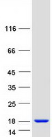 protq8nhz8 cdc26 human recombinant protein