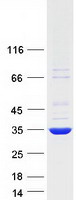 protq8ni38 nfkbid human recombinant protein