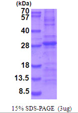 3ug by SDS-PAGE under reducing condition and visualized by coomassie blue stain