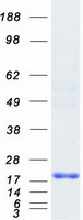 protq8tac1 rfesd human recombinant protein