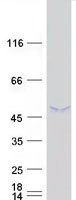 protq8taq9 sunc1 sun3 human recombinant protein