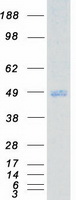 protq8tas1 kist uhmk1 human recombinant protein