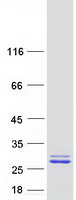 protq8tb05 ubald1 human recombinant protein