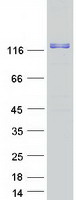 protq8tb24 rin3 human recombinant protein