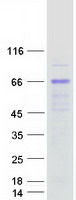 Coomassie blue staining of purified KLHDC4 protein