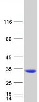 protq8tbe9 nanp human recombinant protein