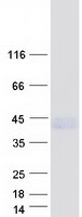 Coomassie blue staining of purified PLPPR1 protein