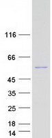 protq8tbk2 setd6 human recombinant protein