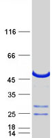 protq8tbn0 rab3il1 human recombinant protein