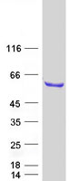 Coomassie blue staining of purified RBM46 protein