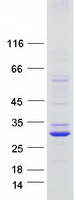 protq8tc26 tmem163 human recombinant protein