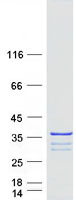 protq8tc29 c10orf63 enkur human recombinant protein