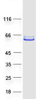 protq8tc44 wdr51b poc1b human recombinant protein