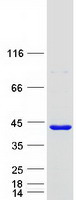 protq8tc84 fank1 human recombinant protein