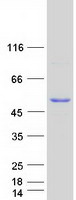 protq8tcb0 ifi44 human recombinant protein