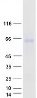 protq8tcw7 zpld1 human recombinant protein