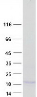 Coomassie blue staining of purified MRAP protein