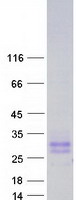 Coomassie blue staining of purified CD99L2 protein