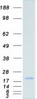 Coomassie blue staining of purified AGR3 protein