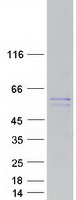 Coomassie blue staining of purified MIPOL1 protein