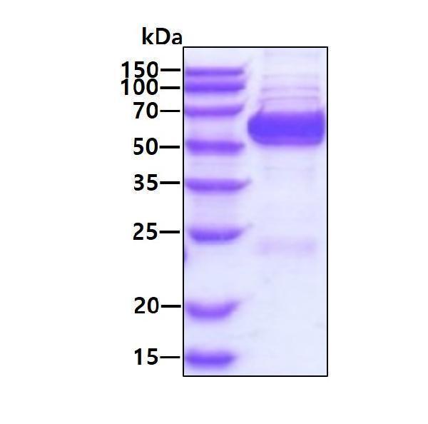 3ug by SDS-PAGE under reducing condition and visualized by coomassie blue stain