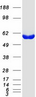 Coomassie blue staining of purified GPT2 protein