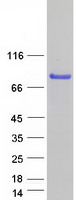 Coomassie blue staining of purified PLEKHO2 protein