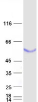 Coomassie blue staining of purified BPIFB1 protein