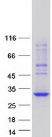 protq8tdm0 bcas4 human recombinant protein