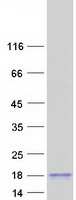 protq8tdm5 spaca4 human recombinant protein