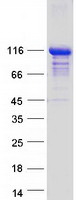 Coomassie blue staining of purified TRAF3IP1 protein