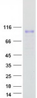 Coomassie blue staining of purified LRRC8C protein