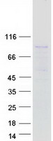 protq8tdw5 sytl5 human recombinant protein