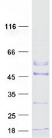 Coomassie blue staining of purified ACTRT2 protein