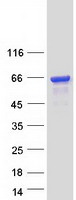 Coomassie blue staining of purified EPS8L3 protein