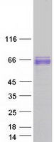 protq8te85 grhl3 human recombinant protein