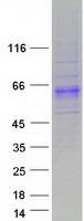 Coomassie blue staining of purified PXYLP1 protein